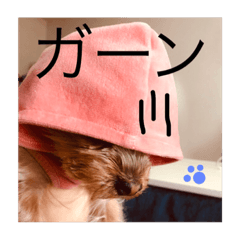 [LINEスタンプ] あず＆ここあ 3