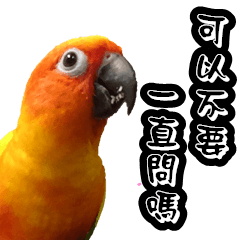 [LINEスタンプ] Sun Conure couple, Happy New Year！