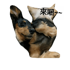 [LINEスタンプ] The life of four dogs