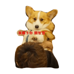 [LINEスタンプ] corgi star word