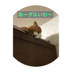 [LINEスタンプ] おかしすぎる猫