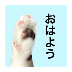 [LINEスタンプ] ウニツナちゃんの写真スタンプ