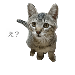 [LINEスタンプ] トラジと諭吉