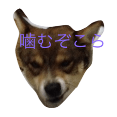 [LINEスタンプ] 激おこ犬