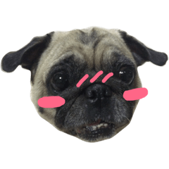 [LINEスタンプ] Pug Feeling