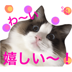 [LINEスタンプ] 猫との生活