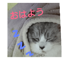 [LINEスタンプ] 猫かりん