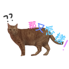 [LINEスタンプ] orange tiger