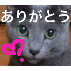 [LINEスタンプ] 超美猫 ロシアンブルー、 中川葵くん