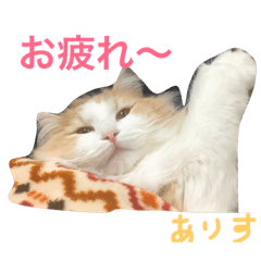 [LINEスタンプ] にゃんこアリスのスタンプ