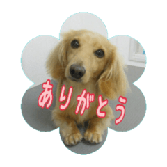 [LINEスタンプ] 可愛いダックスフンド ロコスタンプ