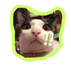 [LINEスタンプ] My cat don't download pls.