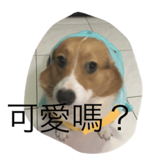 [LINEスタンプ] puppy tells