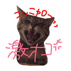 [LINEスタンプ] 猫のミミちゃんとの楽しい1日！！