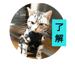 [LINEスタンプ] 猫の凜