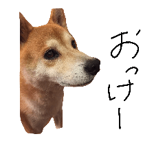 [LINEスタンプ] futomayudebu