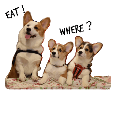 [LINEスタンプ] Corgi.BuTi's life.