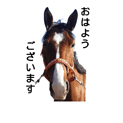 [LINEスタンプ] 馬ウマうまライフ