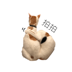 [LINEスタンプ] cats with big nose