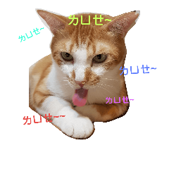 [LINEスタンプ] Mis gatos