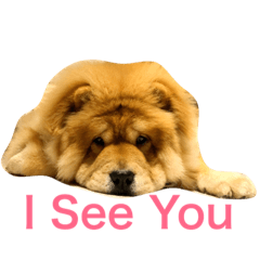 [LINEスタンプ] Chowchow Polly 3