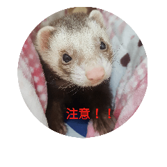 [LINEスタンプ] Ferrets ＆ Smelly 2の画像（メイン）