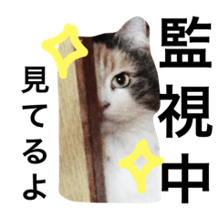 [LINEスタンプ] にゃぁん