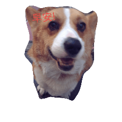 [LINEスタンプ] Corgi Prince Haru