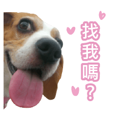 [LINEスタンプ] Dacing Lulu-A gorgeous beagle