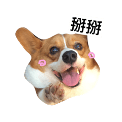 [LINEスタンプ] corgi Lele