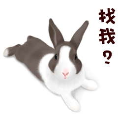 [LINEスタンプ] Bunny talk for you.