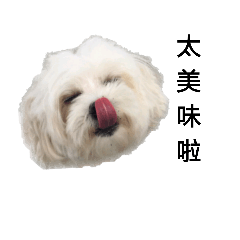 [LINEスタンプ] Maltese MeiMei 1