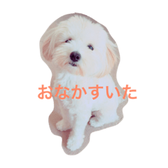 [LINEスタンプ] もかちゃん  写真スタンプ