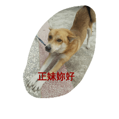 [LINEスタンプ] Dog's life language