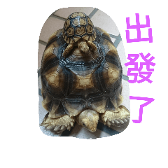 [LINEスタンプ] Turtle days(2)の画像（メイン）