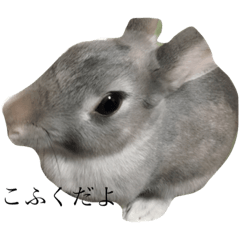 kofuku rabbit