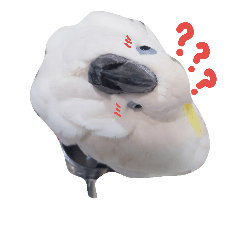 [LINEスタンプ] blue eyed cockatoo A-dai.