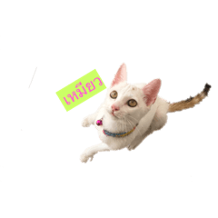 [LINEスタンプ] Love the cat？