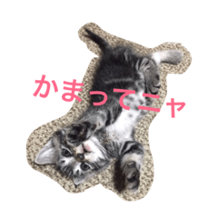 [LINEスタンプ] 我が家のアイドル 猫