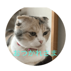 [LINEスタンプ] スコ4兄弟です