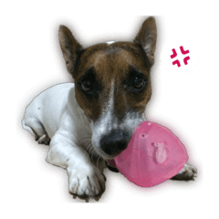 [LINEスタンプ] Boo : The Jack Russell Terrier (PG)の画像（メイン）