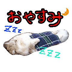 [LINEスタンプ] 元猫カフェほっとの猫達