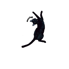 [LINEスタンプ] black cat1