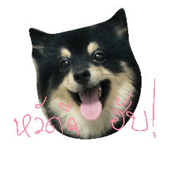 [LINEスタンプ] Mocca Pomeranian