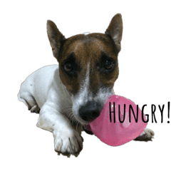 [LINEスタンプ] Boo : The Jack Russell Terrierの画像（メイン）