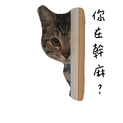 [LINEスタンプ] DaibeCat lifeの画像（メイン）