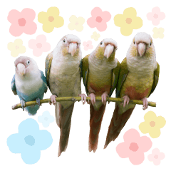 [LINEスタンプ] Delighted Parrots