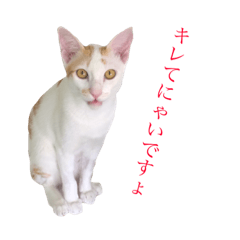 [LINEスタンプ] タイ猫 ナムとソムとダムのスタンプ！