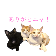 [LINEスタンプ] タイ猫、ナムとソムとダムのスタンプです！