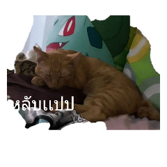 [LINEスタンプ] Cat and my friend